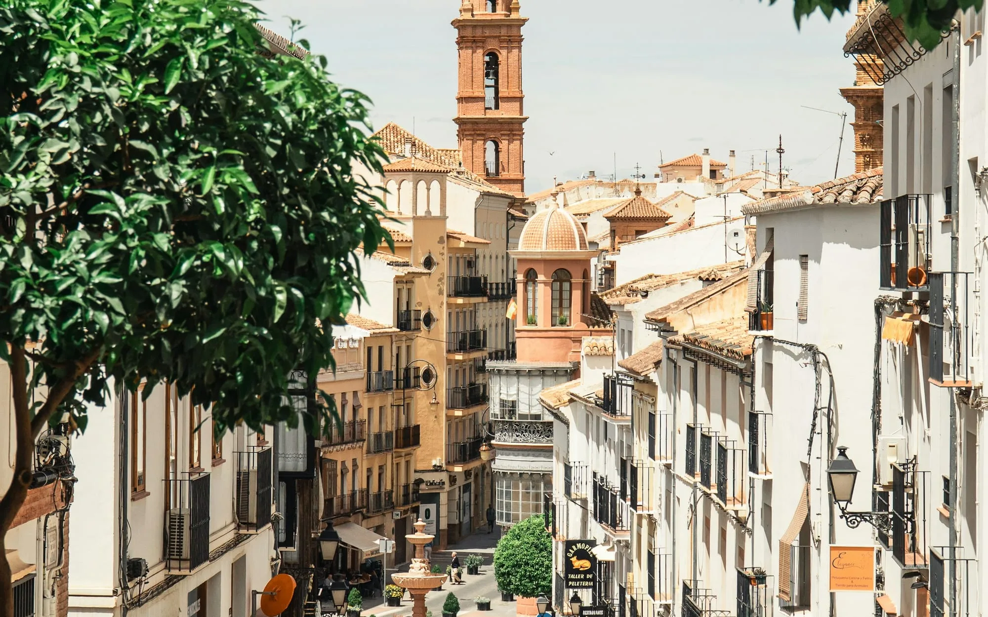 A sunny street of white buildings and palms in Málaga